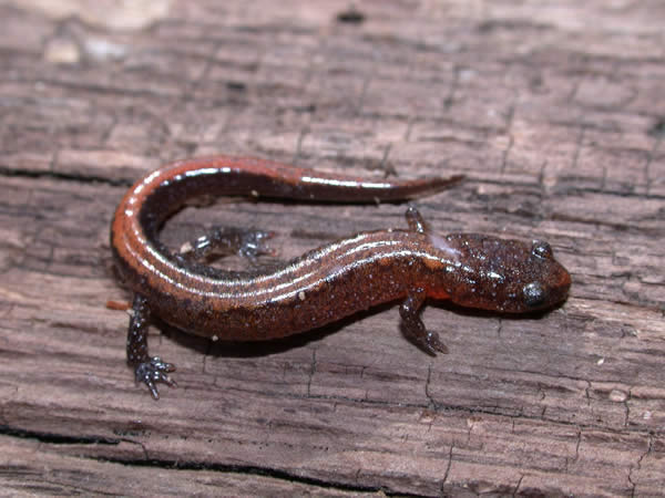  Plethodon websteri ID = 