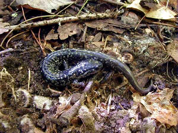  Plethodon cylindraceus ID = 