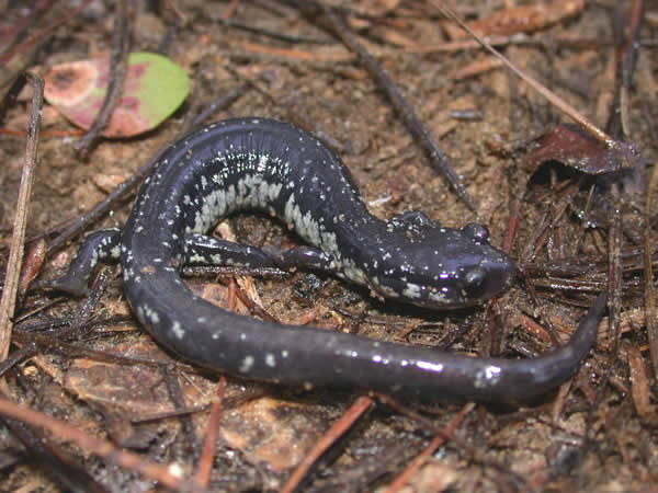  Plethodon chlorobryonis ID = 