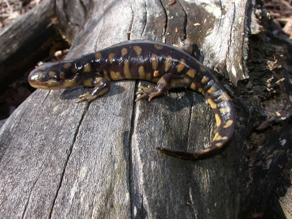  Ambystoma tigrinum tigrinum ID = 