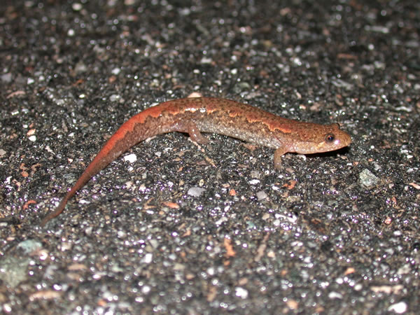  Desmognathus auriculatus ID = 