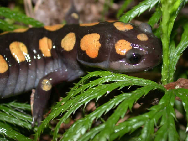  Ambystoma maculatum ID = 