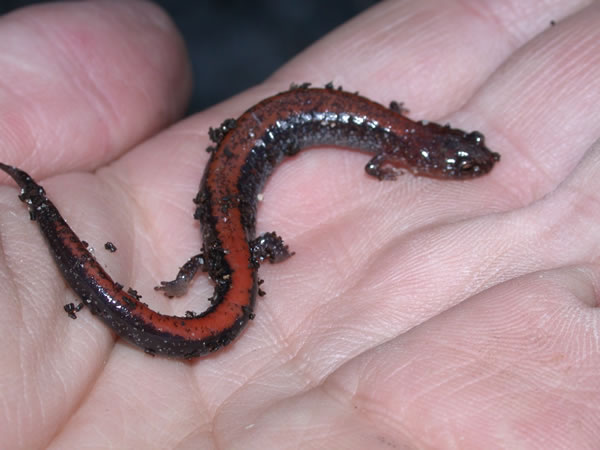  Plethodon cinereus ID = 