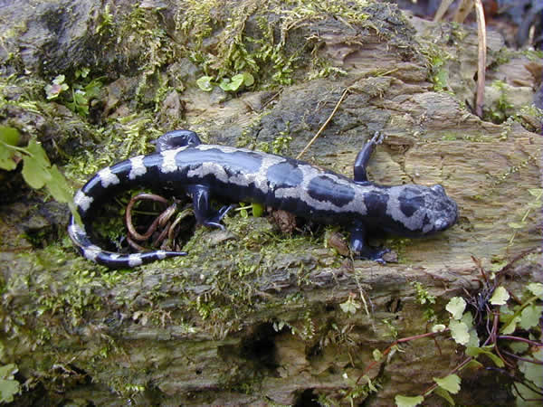  Ambystoma opacum ID = 