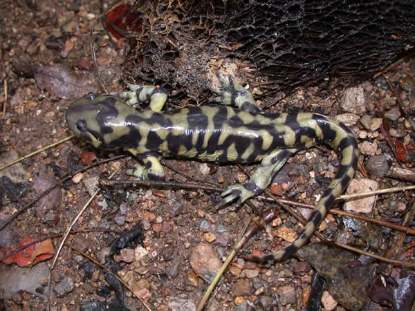  Ambystoma tigrinum mavortium ID = 