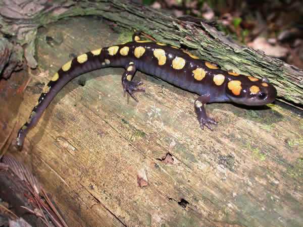  Ambystoma maculatum ID = 