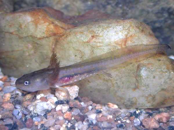  Ambystoma opacum ID = 