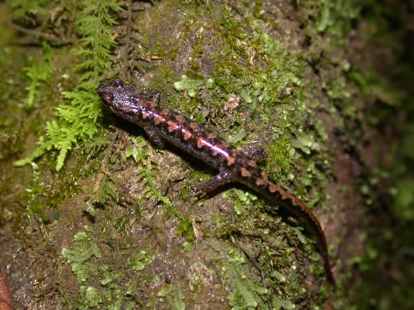  Desmognathus ocoee ID = 