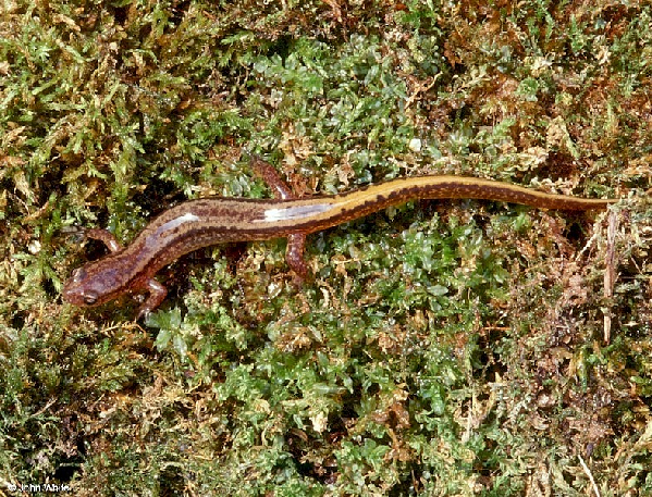  Eurycea bislineata ID = 