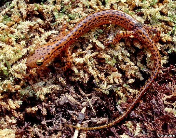  Eurycea longicauda longicauda ID = 