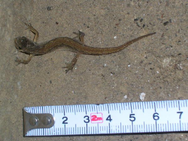  Lissotriton vulgaris ID = 