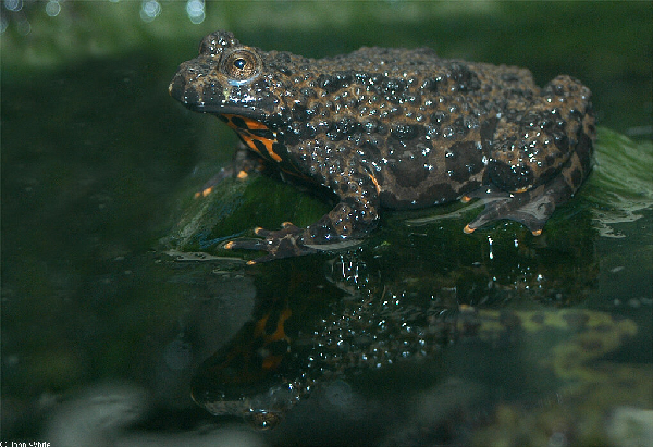  Bombina orientalis ID = 