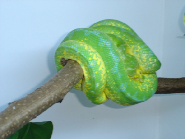  Morelia viridis ID = 