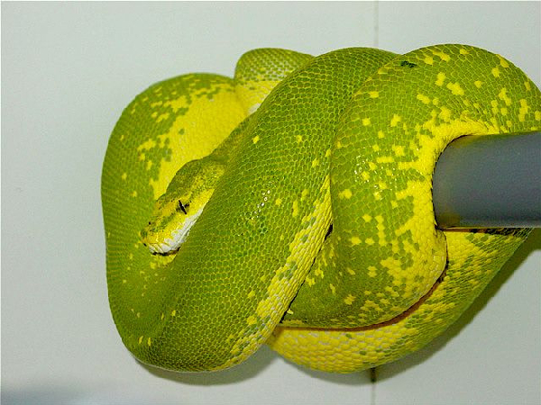  High Yellow Baumpython ID = 