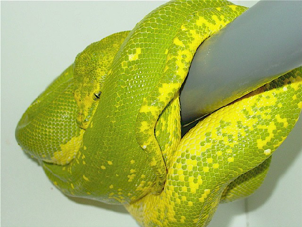  High Yellow Baumpython ID = 