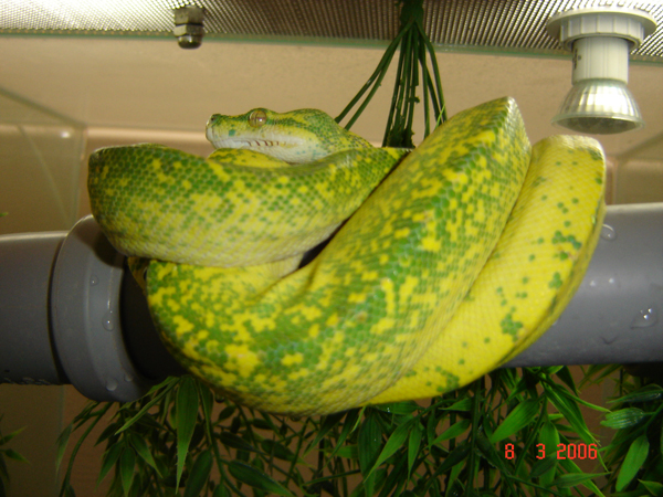  Morelia Viridis Lemontree ID = 