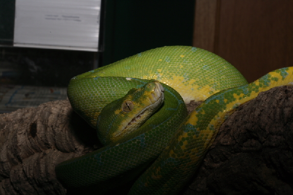  Morelia Viridis HY ID = 