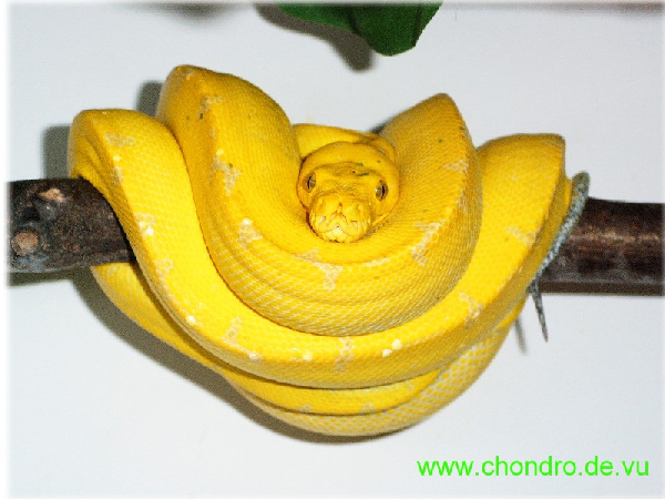  Morelia viridis ID = 