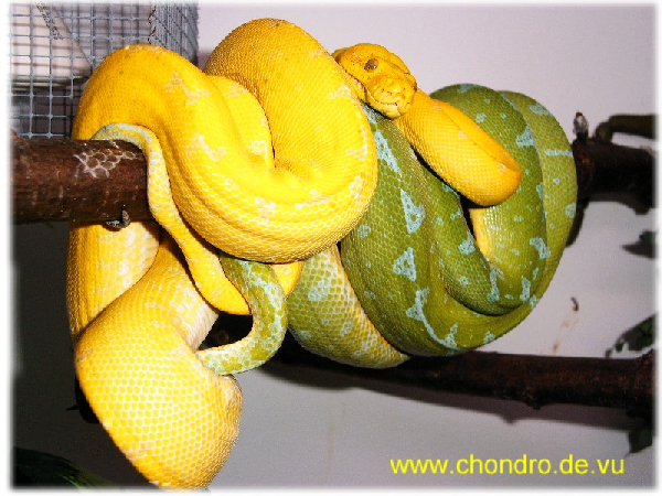  Morelia viridis ID = 