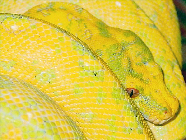  Morelia Viridis ID = 