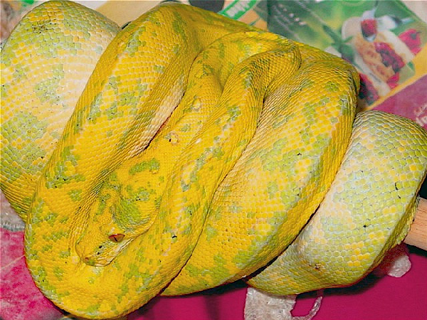  Hig Yellow Morelia Viridis ID = 