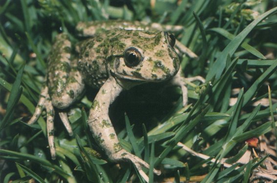  Pelodytes punctatus ID = 