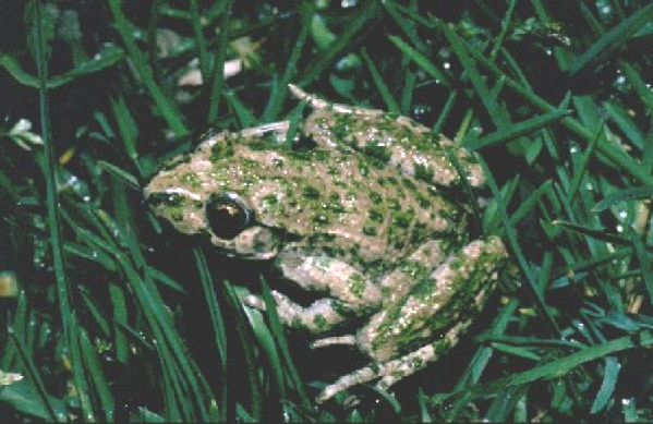  Pelodytes punctatus ID = 