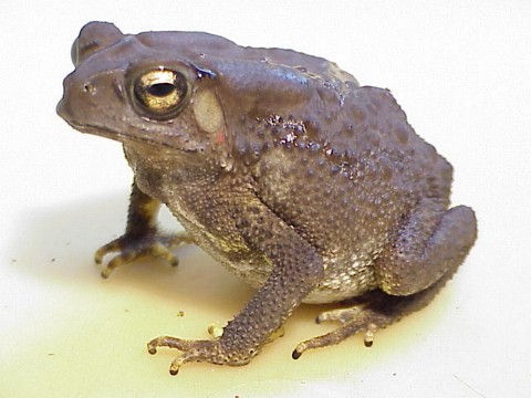  Bufo melanostics ID = 