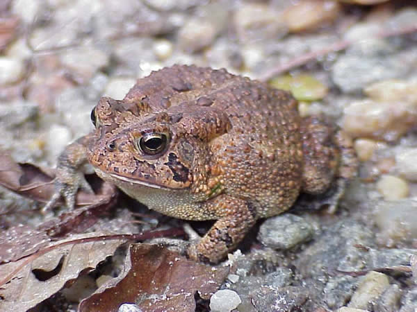  Bufo terrestris ID = 