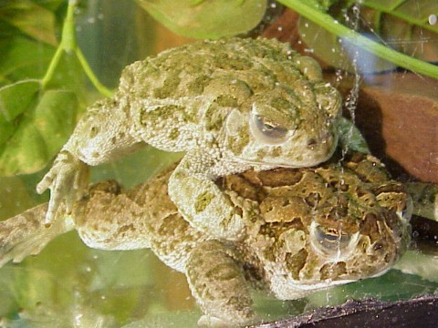  Bufo occidentalis ID = 