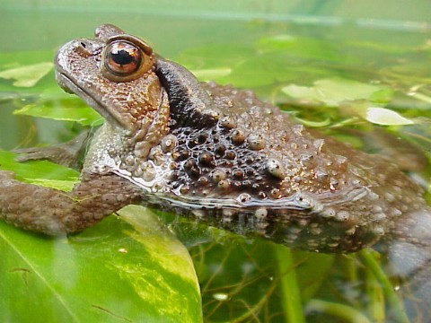  Bufo gargarizans ID = 