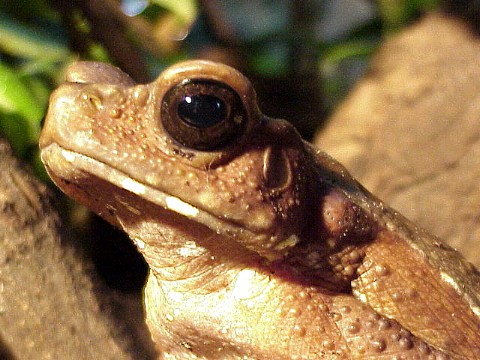  Bufo blombergii ID = 