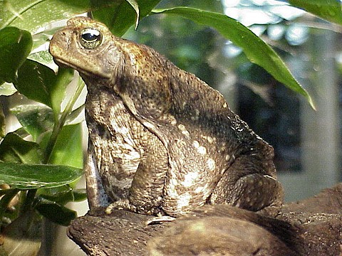  Bufo paracnemis ID = 