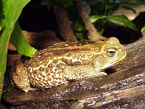  Bufo marinus ID = 