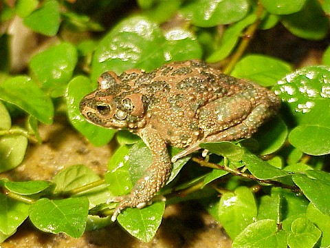  Bufo brongersmai ID = 