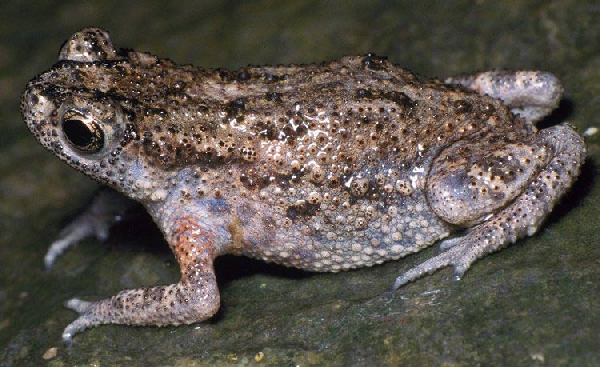  Bufo atukoralei ID = 