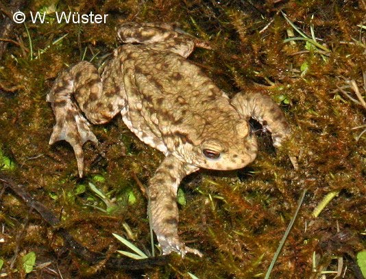  Bufo bufo ID = 