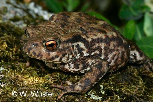  Bufo bufo ID = 