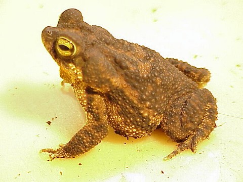  Bufo granulosus ID = 