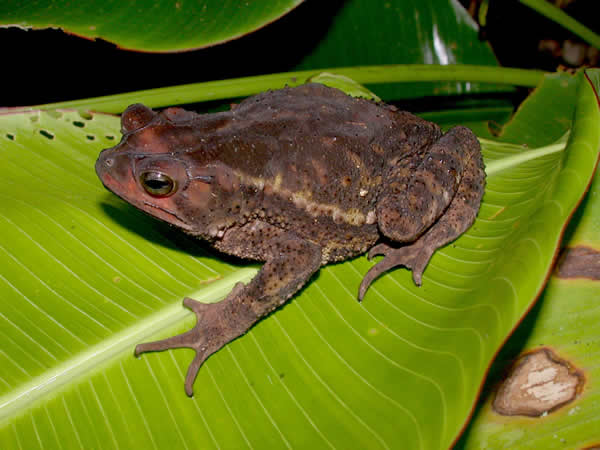  Bufo coniferus ID = 