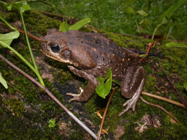  Bufo marinus ID = 