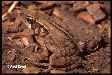  Bufo abei BALDISSERA, ID = 