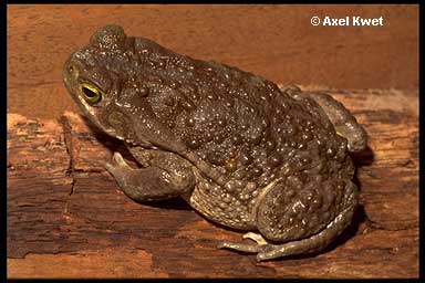  Bufo arenarum ID = 