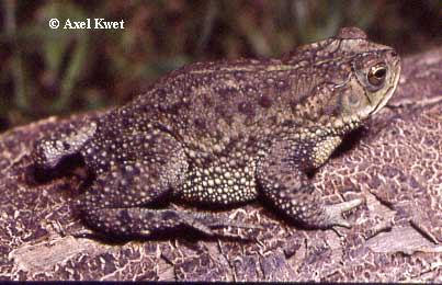  Bufo fernandezae ID = 