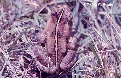  Bufo henseli ID = 