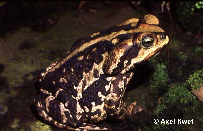  Bufo ictericus ID = 