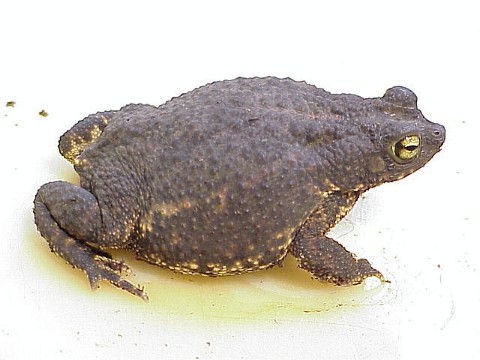  Bufo granulosus ID = 