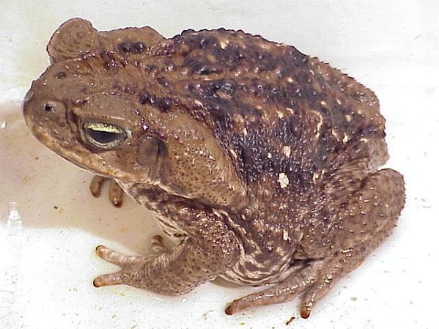  Bufo marinus ID = 