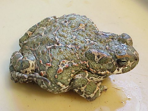  Bufo viridis ID = 