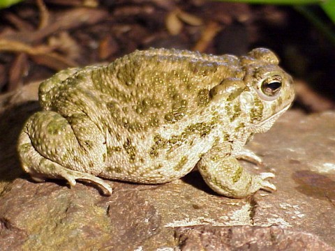  Bufo occidentalis ID = 